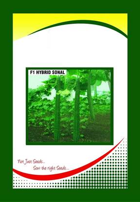 VibeX Ridge-Sponge-Gourd Seed