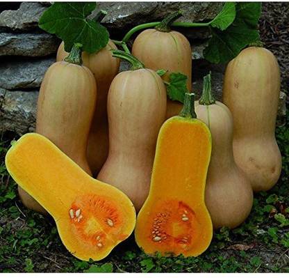 VibeX Pumpkin Seed