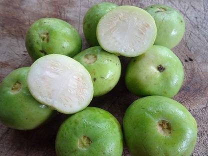 VibeX Apple Gourd Seed