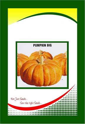 VibeX Pumpkin Seed