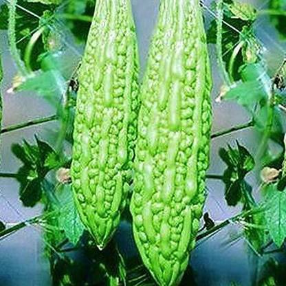 VibeX Bitter Gourd Seed