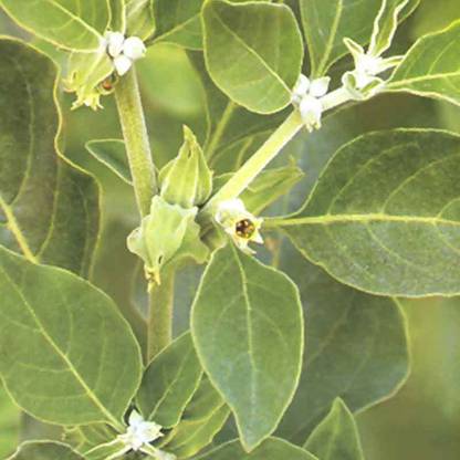 Sjeme Ashwagandha Naturally Sound Seed Seed