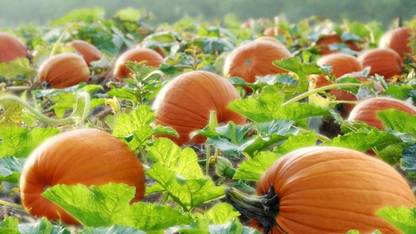 Qualtivate ® Vegetable Seeds Bulk - Rare Hybrid Pumpkin Seeds Seed