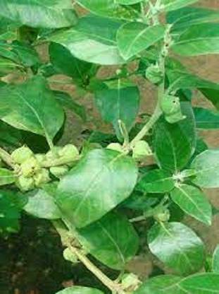 Sjeme Natural Ashwaganda Seed Seed