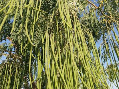 VibeX Moringa Seed
