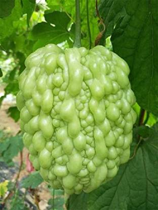VibeX Bitter Gourd Seed