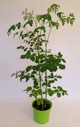 VibeX Moringa Seed
