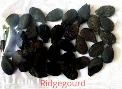 VibeX Sponge Gourd Seed