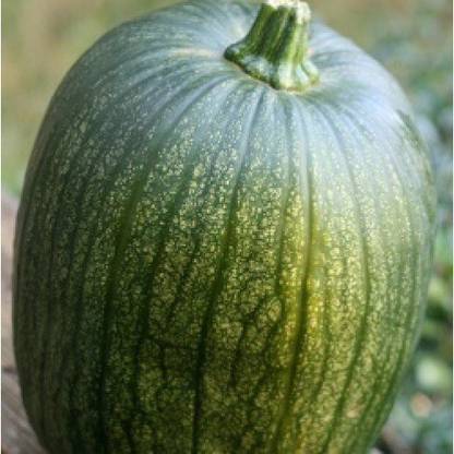VibeX Pumpkin Seed