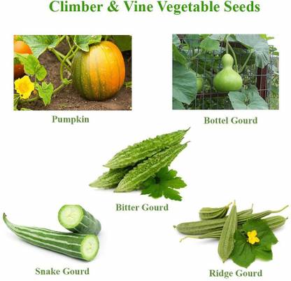 AloGardening Bitter Gourd, Bottle Gourd, Snake Gourd, Ridge Gourd, Pumpkin Seeds Seed