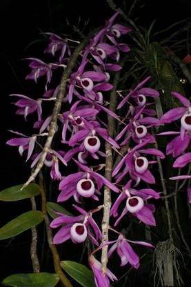 Orchids Lily Plant