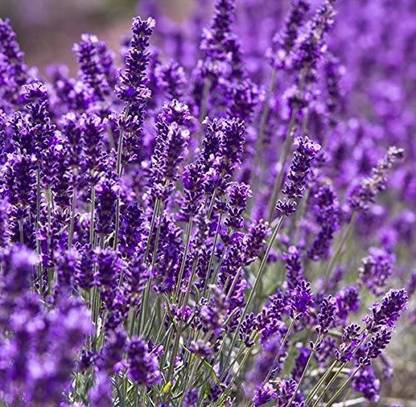 VibeX Lavender Seed