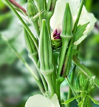 Biosnyg Okra non-genetically modified seeds-100 x Seeds 500 Seeds Seed
