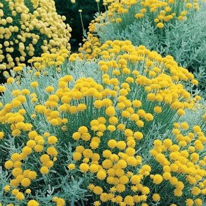 VibeX Lavender Seed