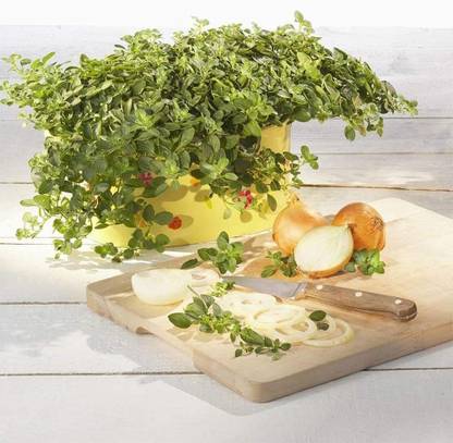 VibeX Oregano Seed