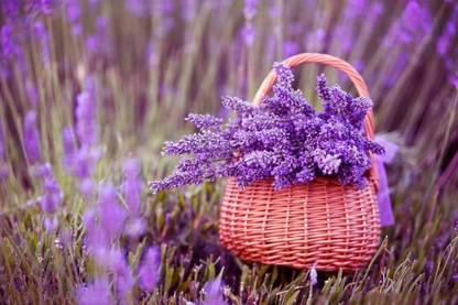 VibeX Lavender Seed