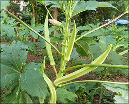 VibeX OKRA, Ladies Finger, Bhindi Seed