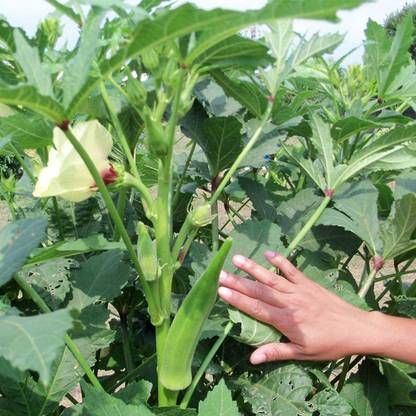 VibeX OKRA, Ladies Finger, Bhindi Seed