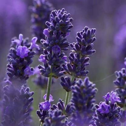 VibeX Lavender Seed
