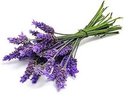 VibeX Lavender Seed