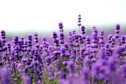 VibeX Lavender Seed