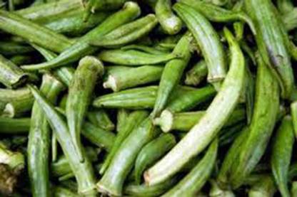 CYBEXIS XLL-35 - Okra Emerald - (1350 Seeds) Seed