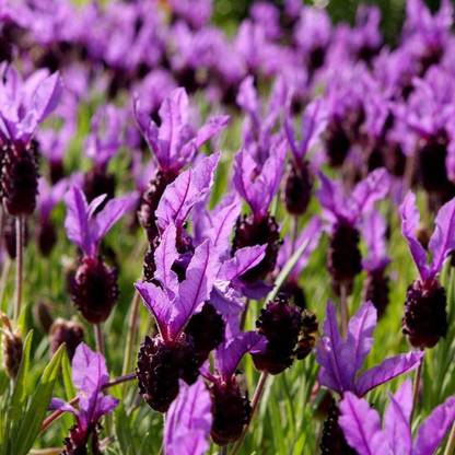 VibeX Lavender Seed