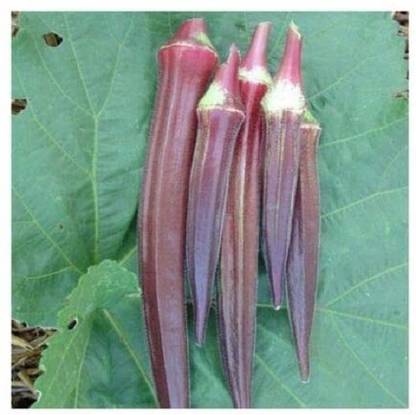 VibeX Red Okra, Ladies Finger, Bhindi Seed
