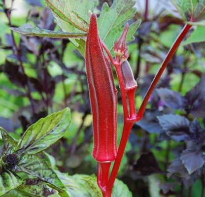 VibeX Red Okra, Ladies Finger, Bhindi Seed