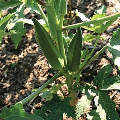 VibeX OKRA, Ladies Finger, Bhindi Seed
