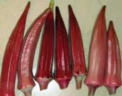 VibeX Red Okra, Ladies Finger, Bhindi Seed