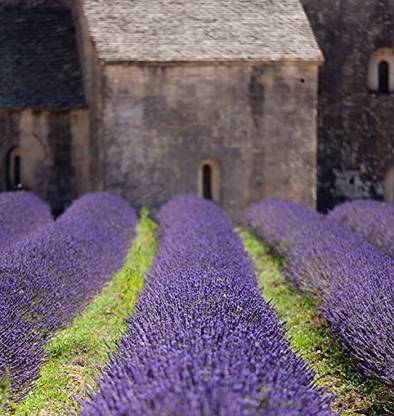 VibeX Lavender Seed