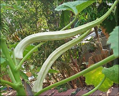 VibeX OKRA, Ladies Finger, Bhindi Seed
