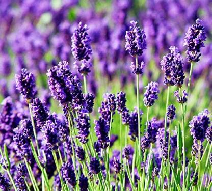 VibeX Lavender Seed
