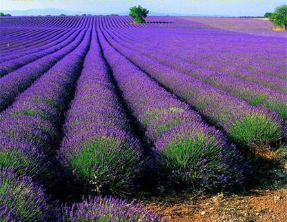 VibeX Lavender Seed