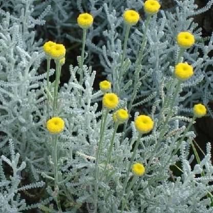 VibeX Lavender Seed