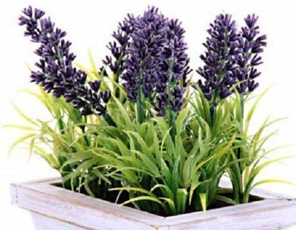 VibeX Lavender Seed