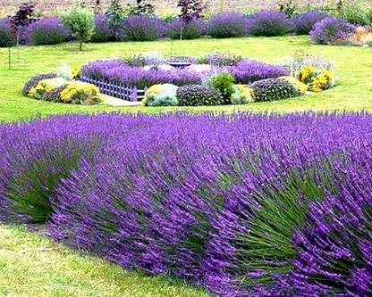 VibeX Lavender Seed