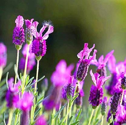 VibeX Lavender Seed