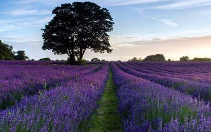 VibeX Lavender Seed