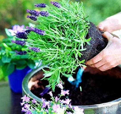 Biosnyg French Lavender, Spanish Lavender Seeds - Lavandula stoechas 75 Seeds Seed