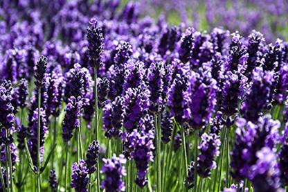 VibeX Lavender Seed