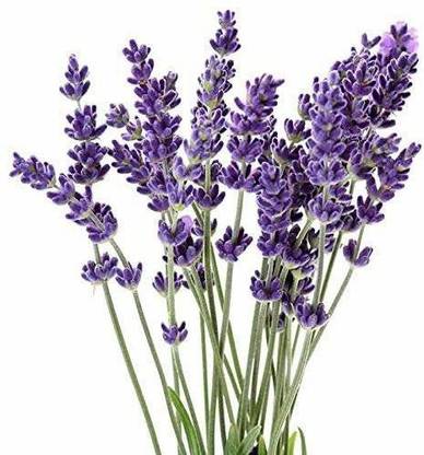 VibeX Lavender Seed