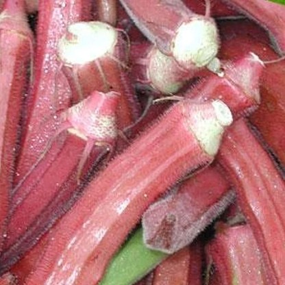 Red Burgundy Okra Seeds 100 count Home & Hobby Floral & Garden Crafts ...