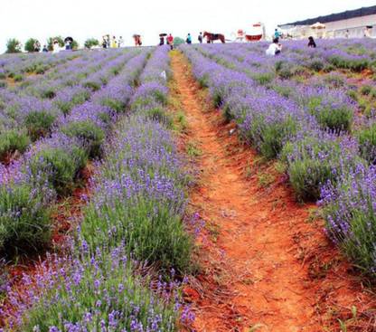 VibeX Lavender Seed