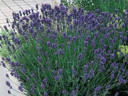 VibeX Lavender Seed