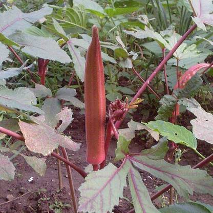 VibeX Red Okra, Ladies Finger, Bhindi Seed