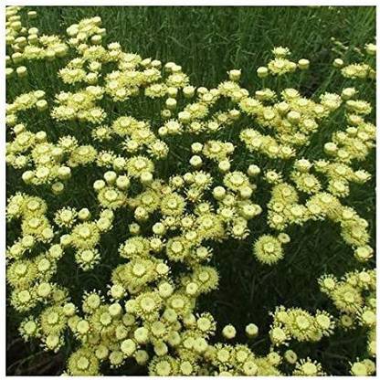 VibeX Lavender Seed