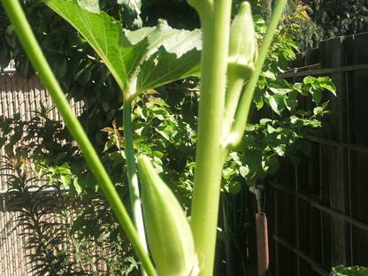 Biosnyg Okra Arkansas Giant Seeds-250gm x Seeds 250gm Seeds Seed