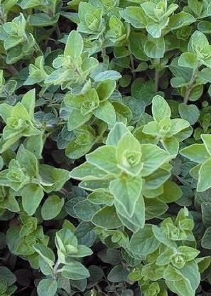VibeX Oregano Seed